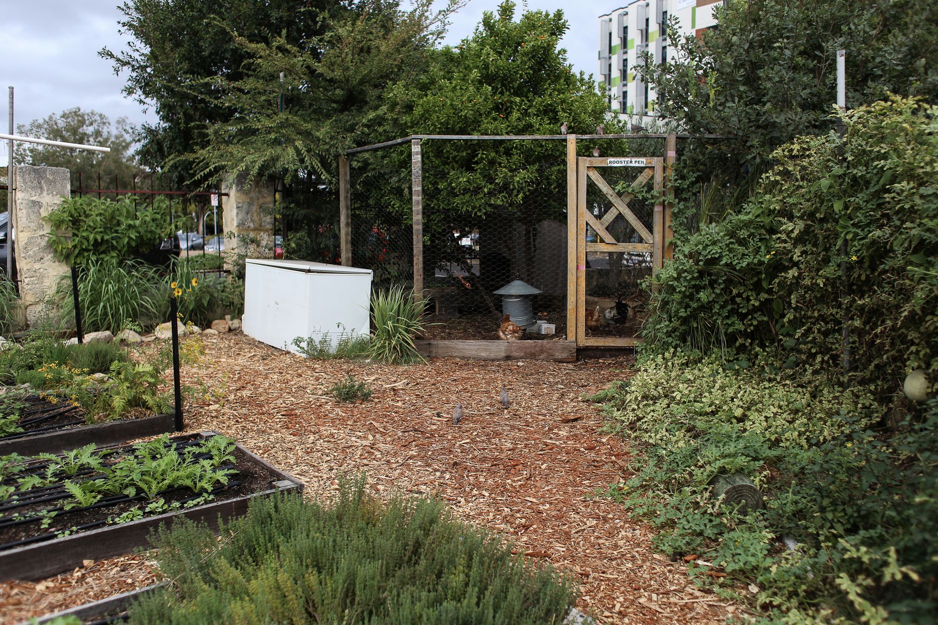 An established, mature raised bed kit garden