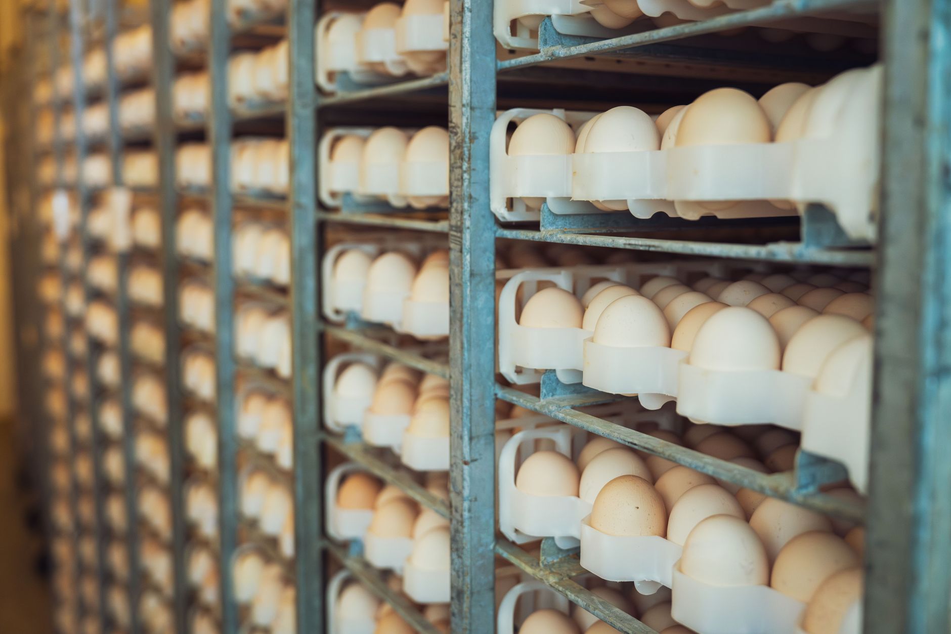 Egg production