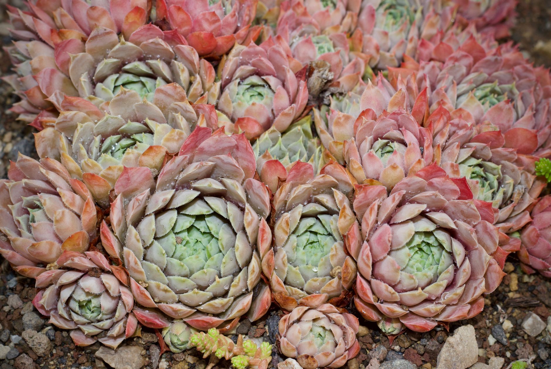 Rock garden plants