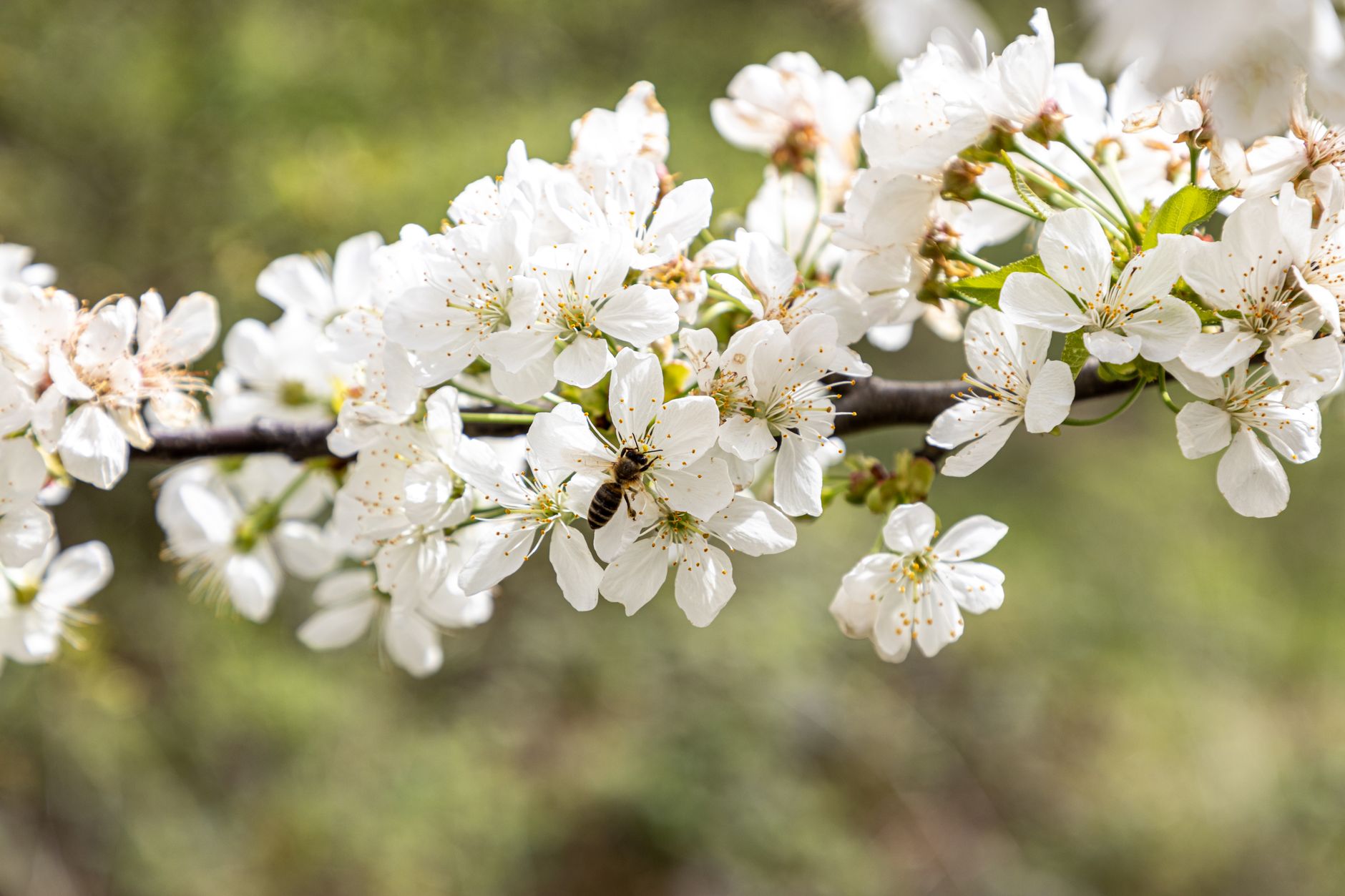 Self Pollinating Fruit Trees: Complete Guide to Growing Fruit Without a Second Tree