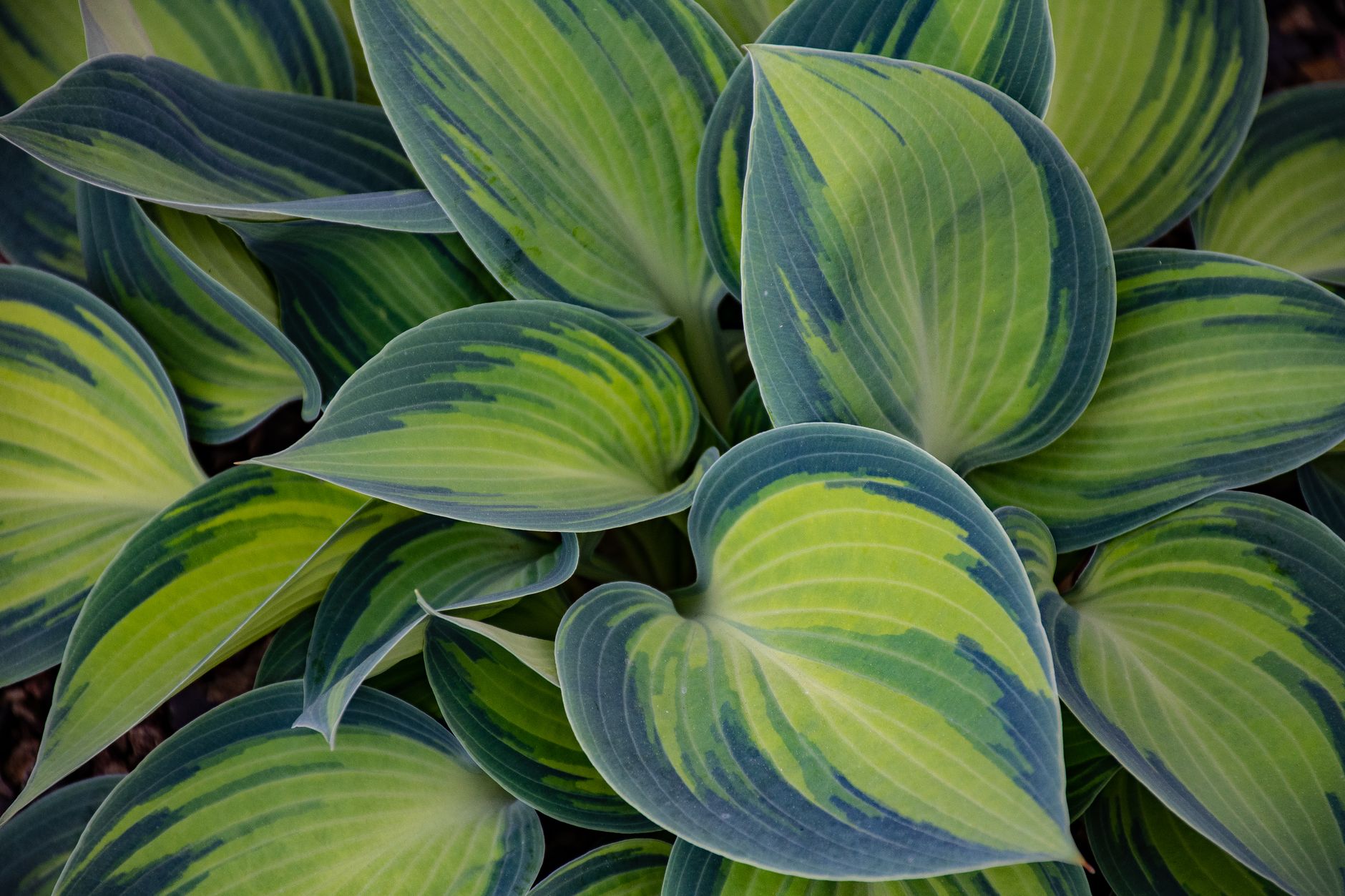 Shade plants