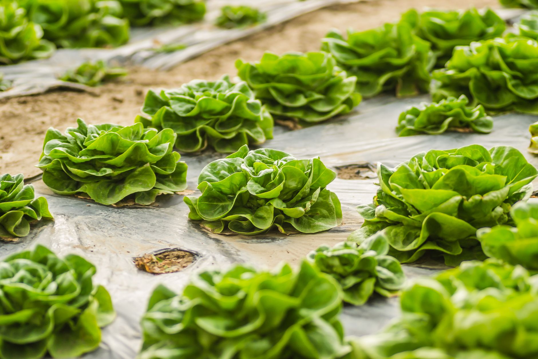 Lettuce and spinach in partial shade