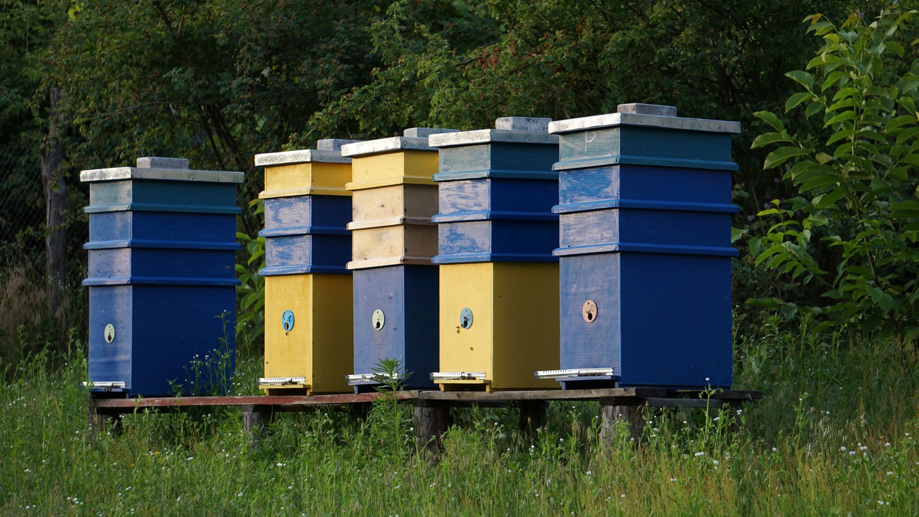 Langstroth hive