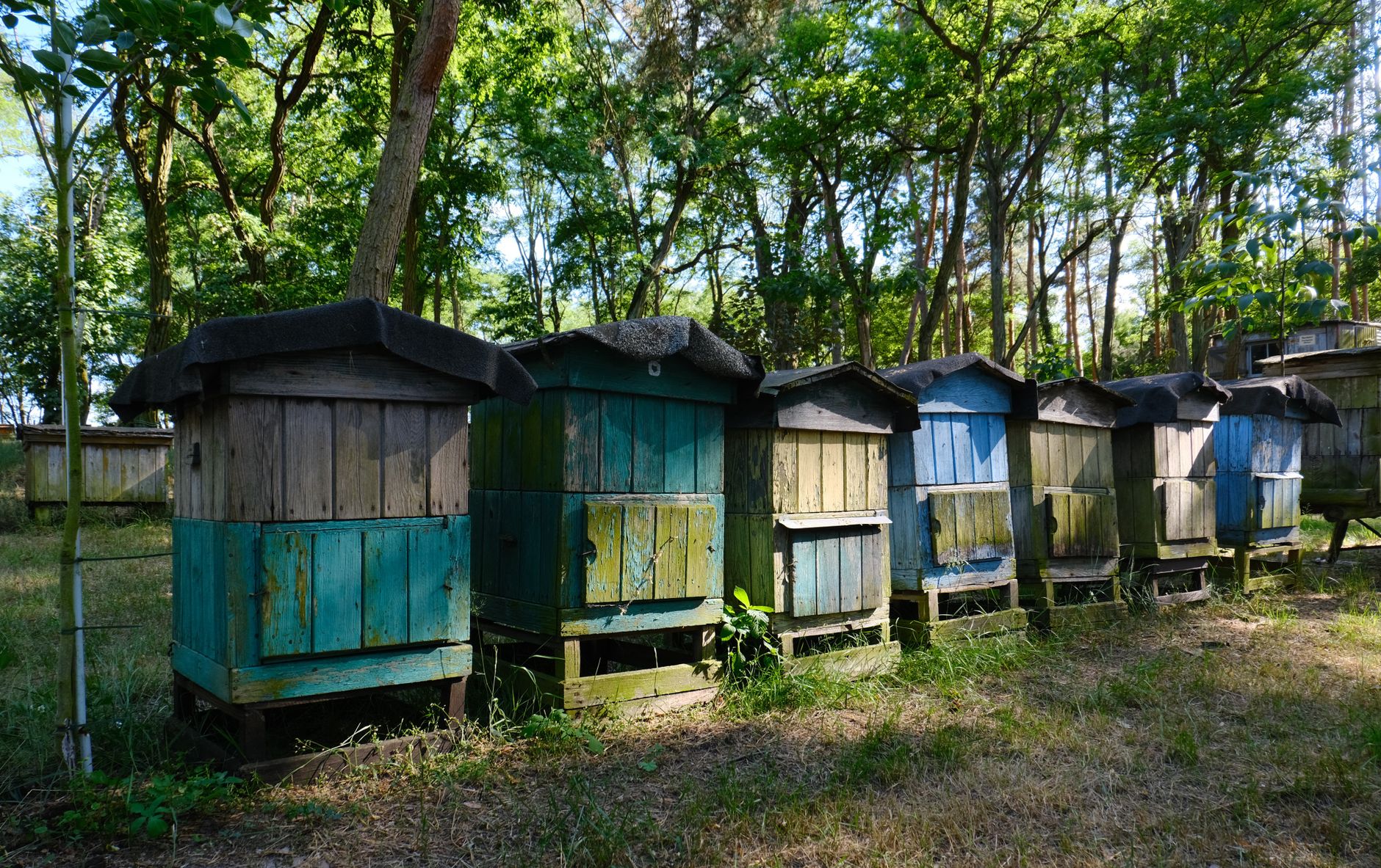Warré hive