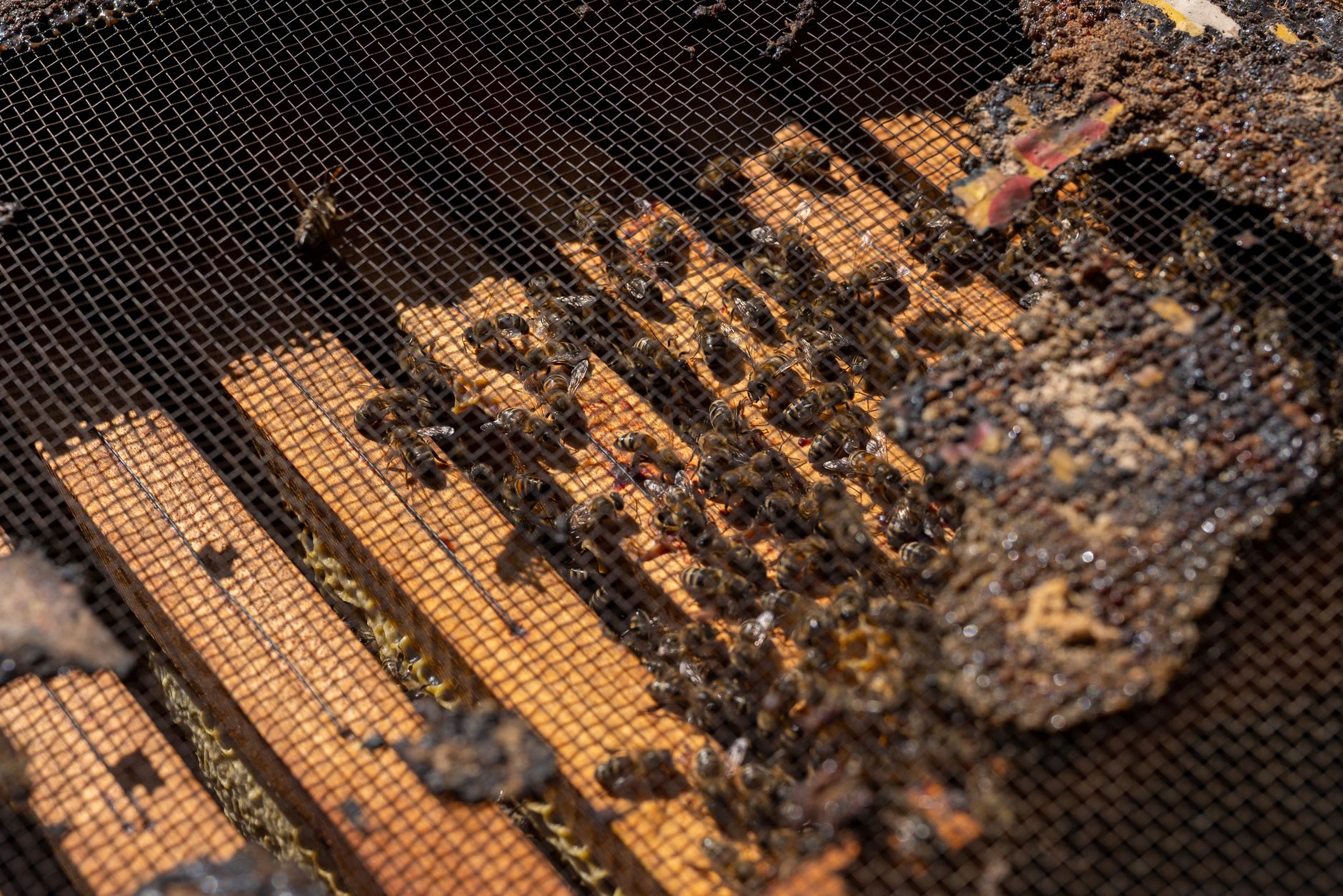 Flow Hive