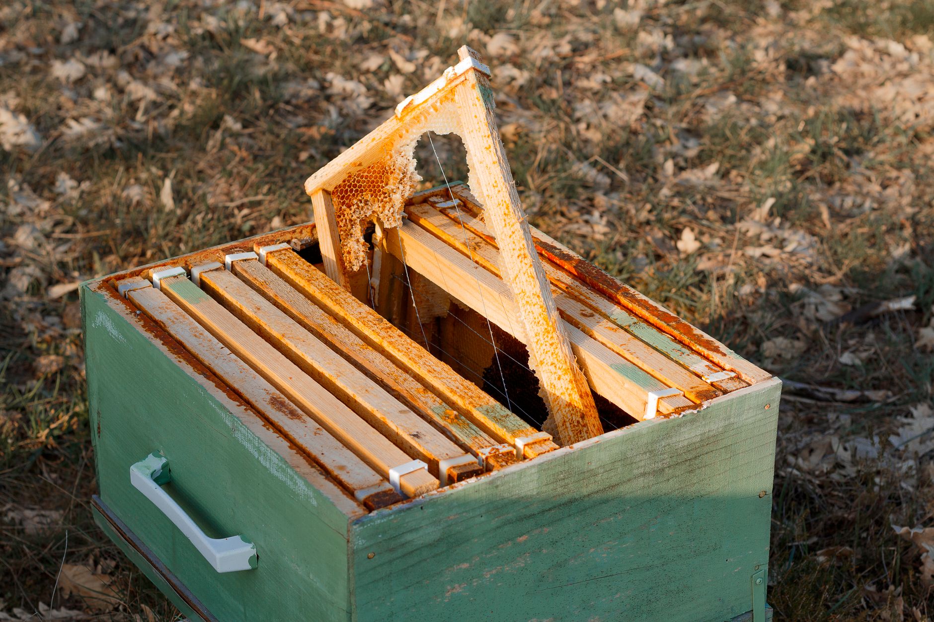 Hive comparison
