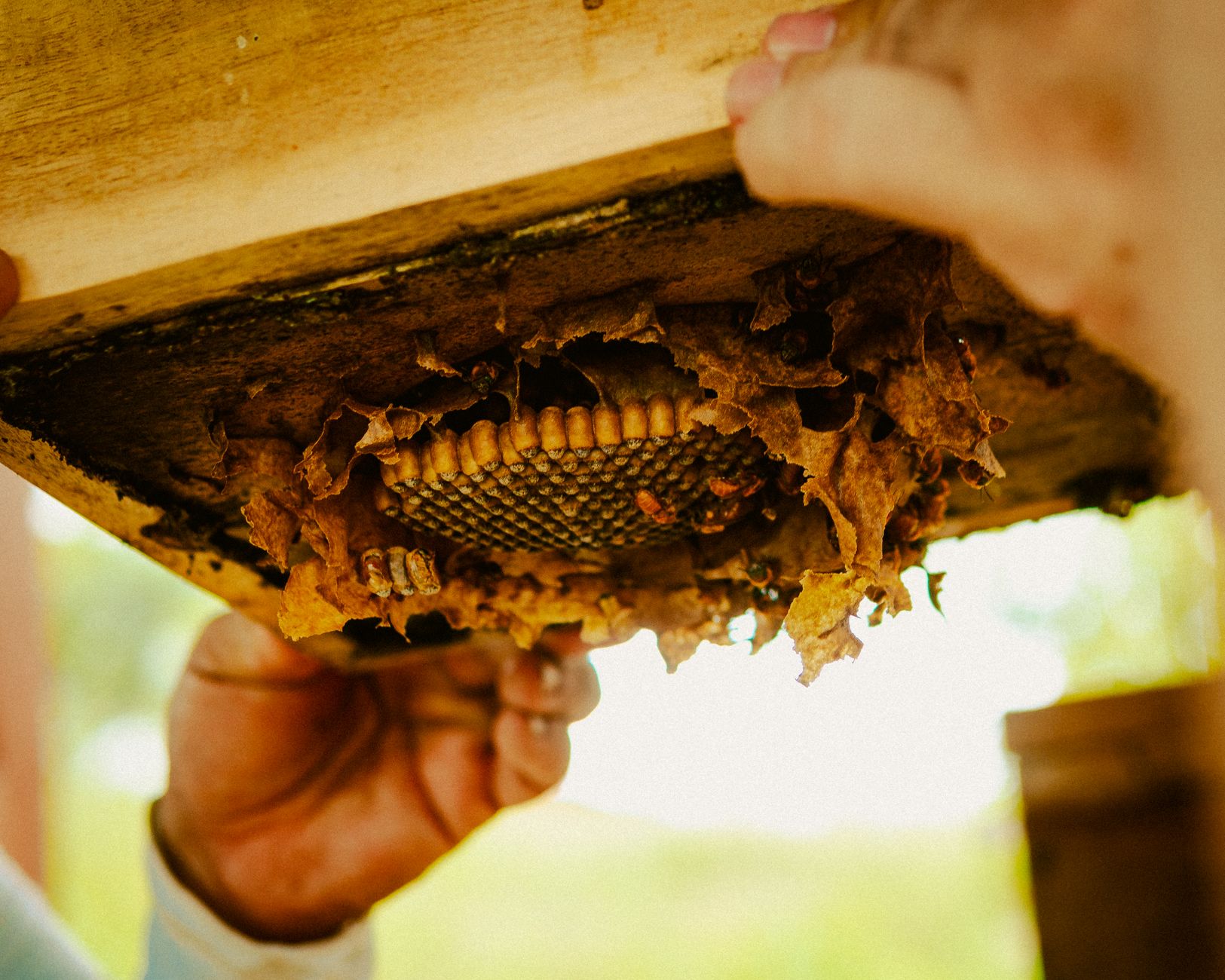 Hive maintenance