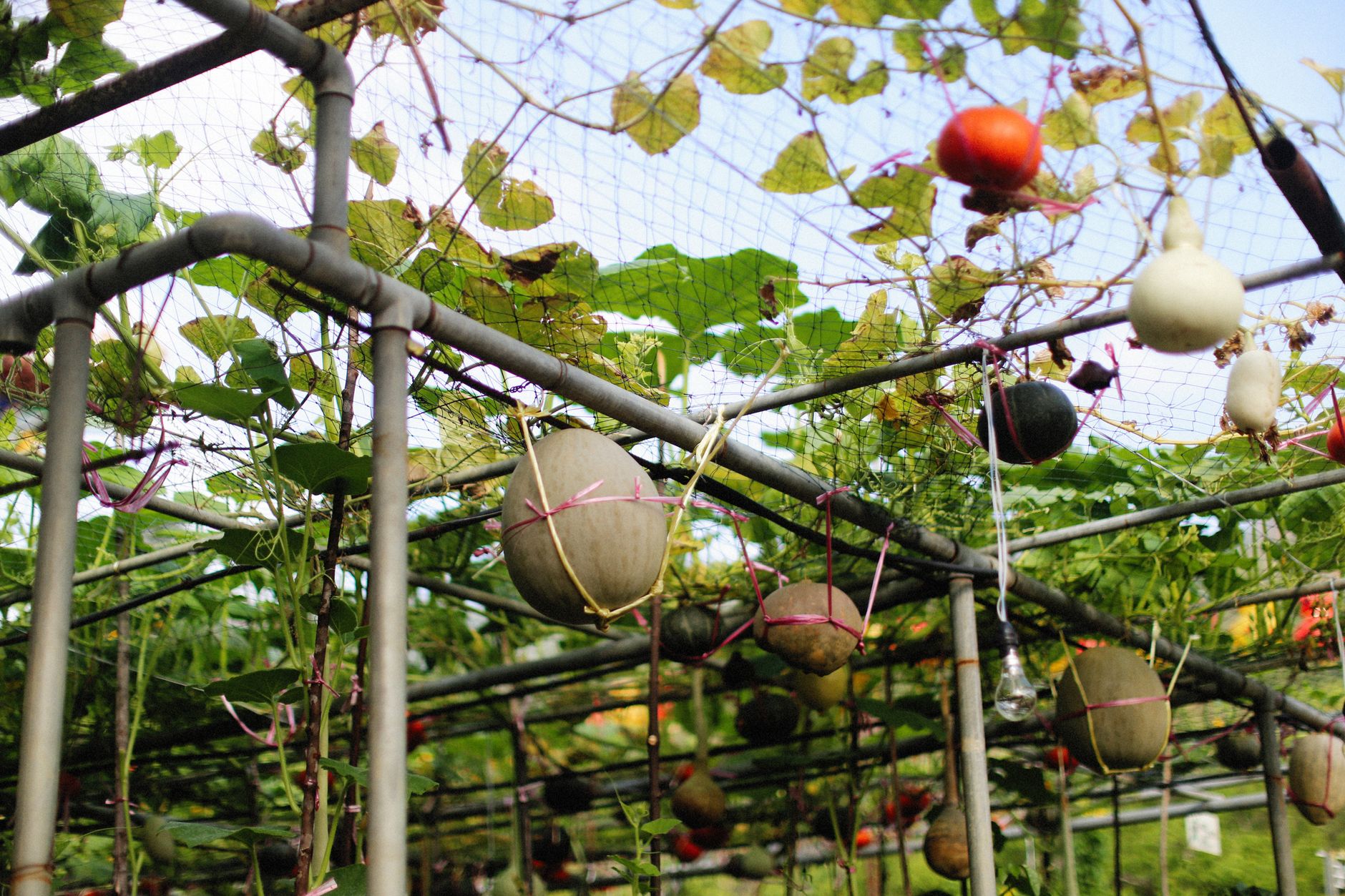 Vertical Vegetable Garden: Complete Space-Saving Guide