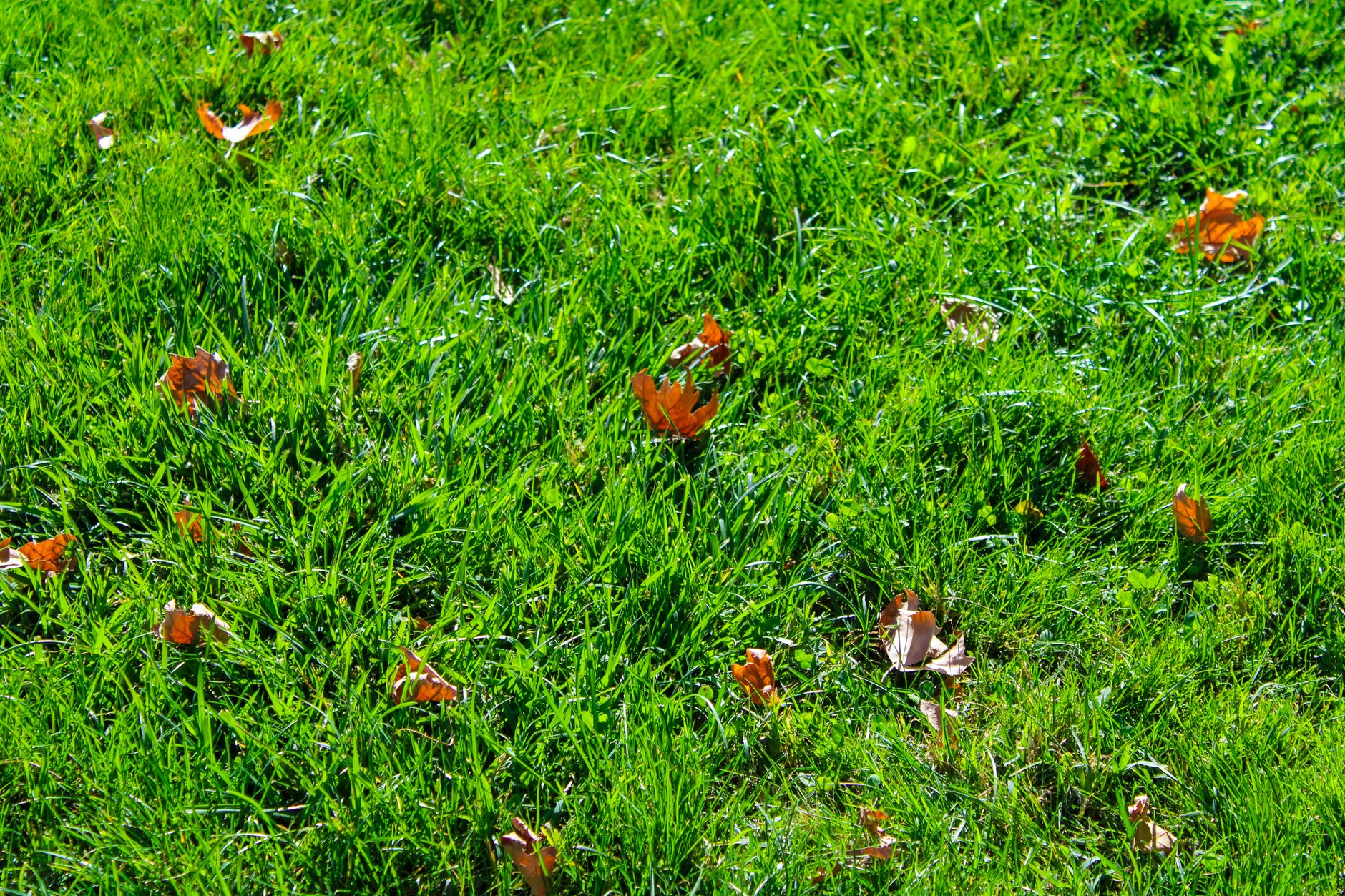 Composting yard waste