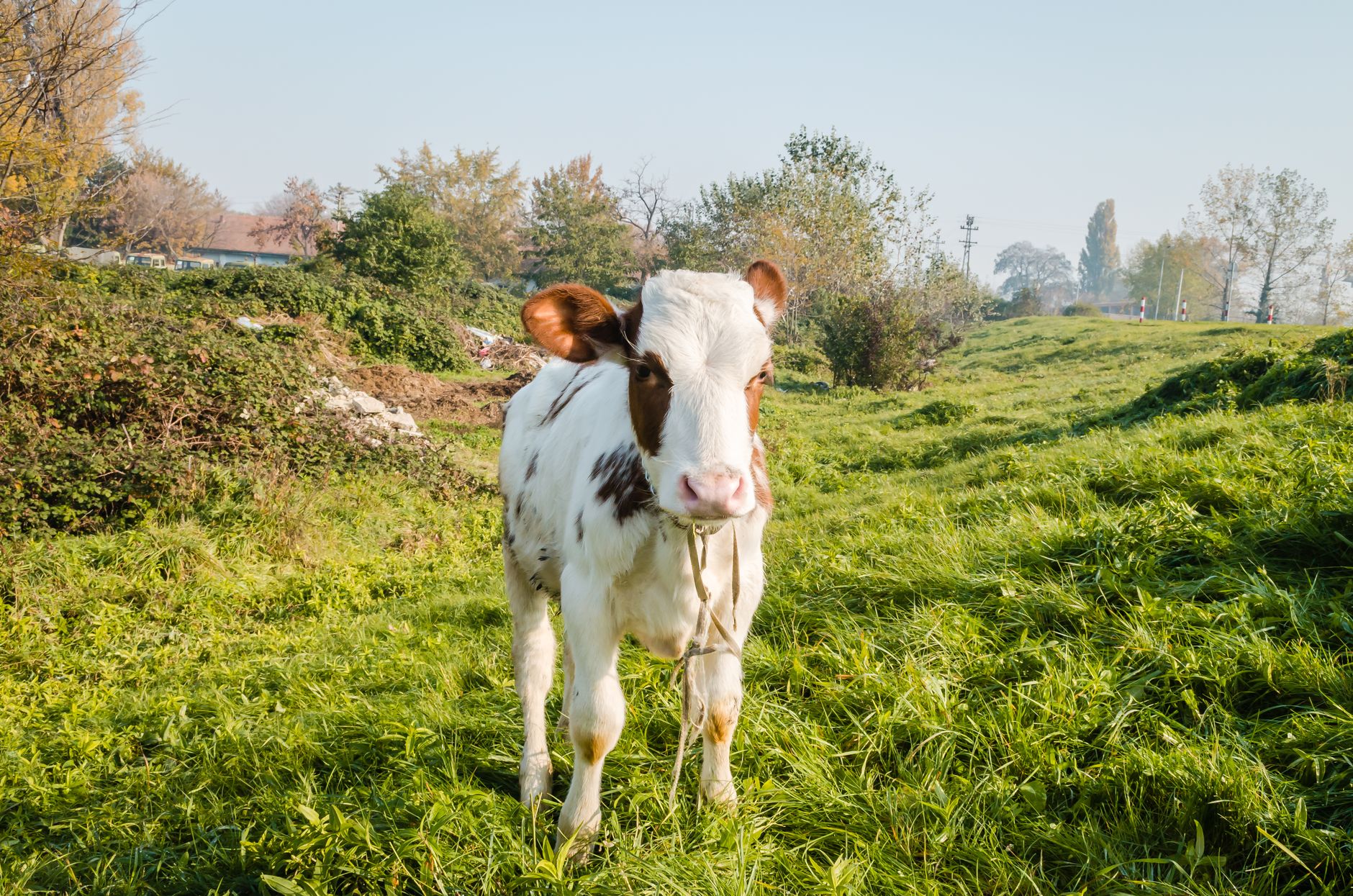 Avoiding meat, fish, and dairy in compost