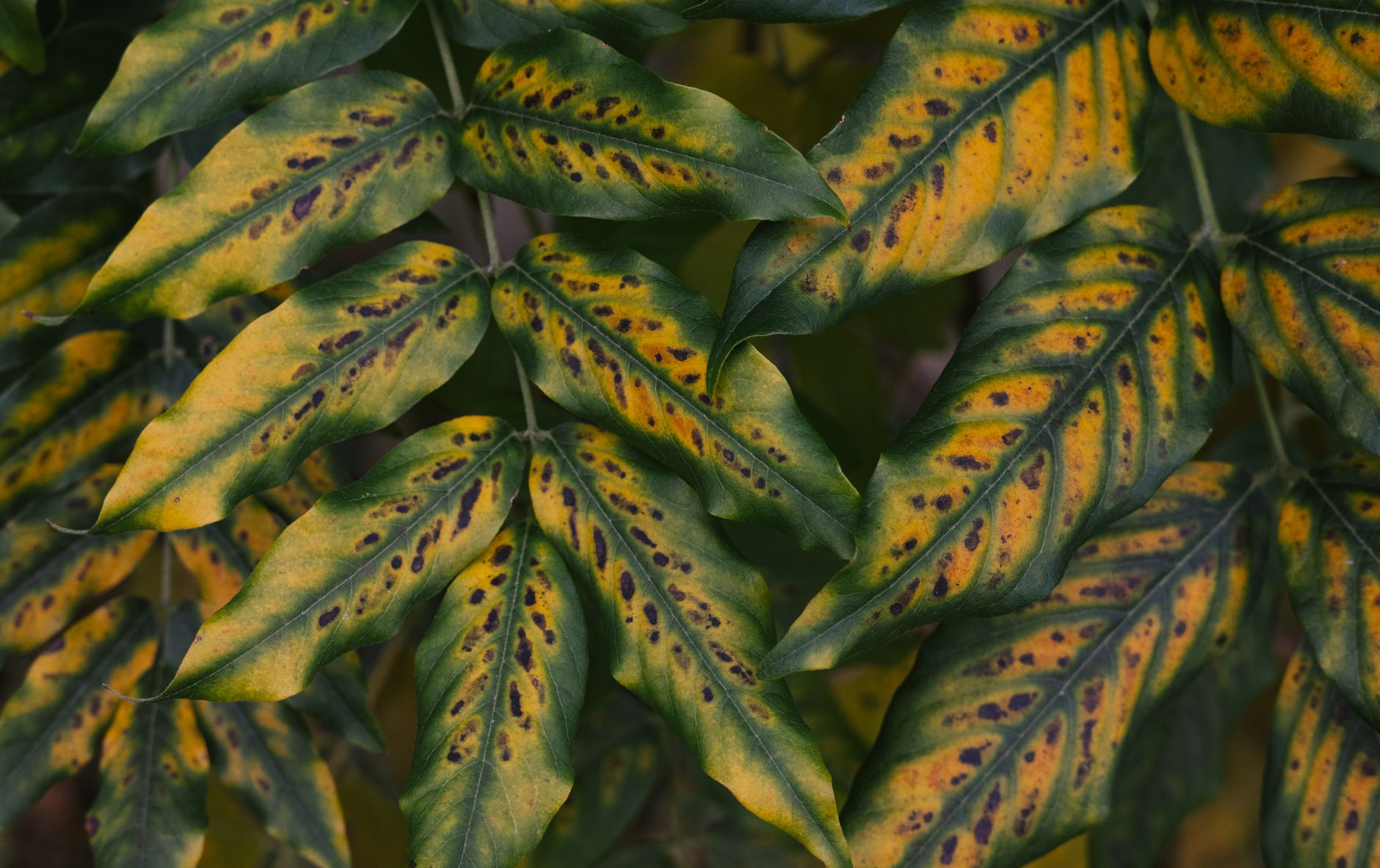 Avoiding diseased plants in compost