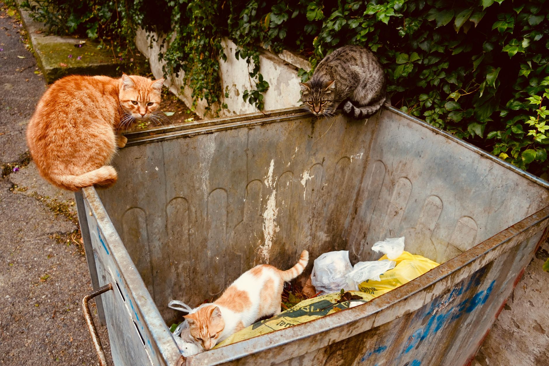 Avoiding pet waste in compost
