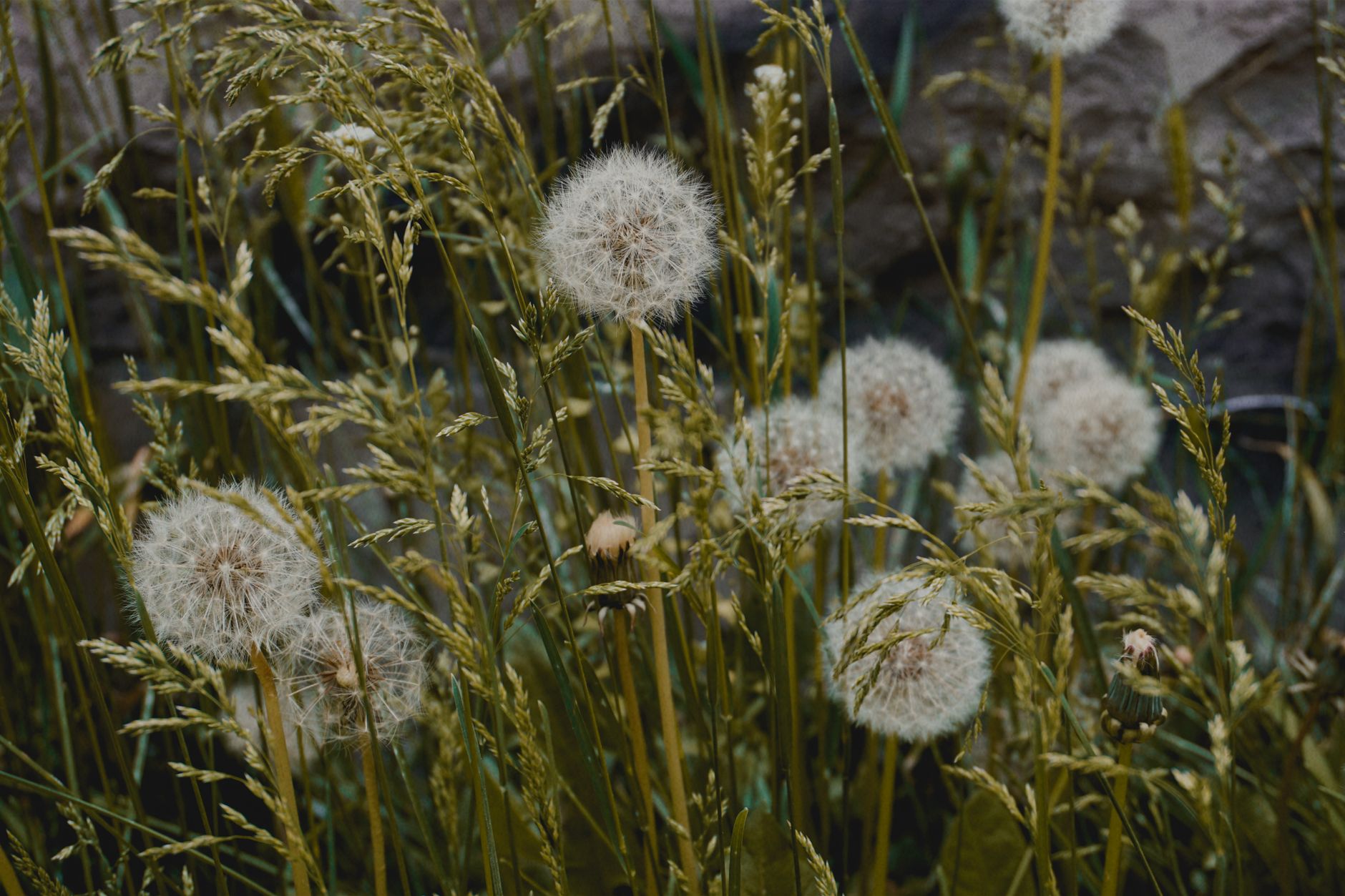 Avoiding synthetic materials and invasive seeds