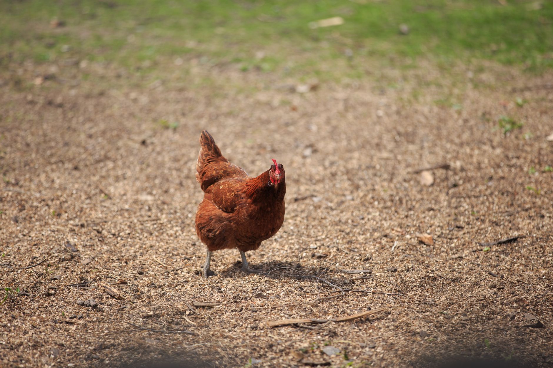 Choosing chicken feed