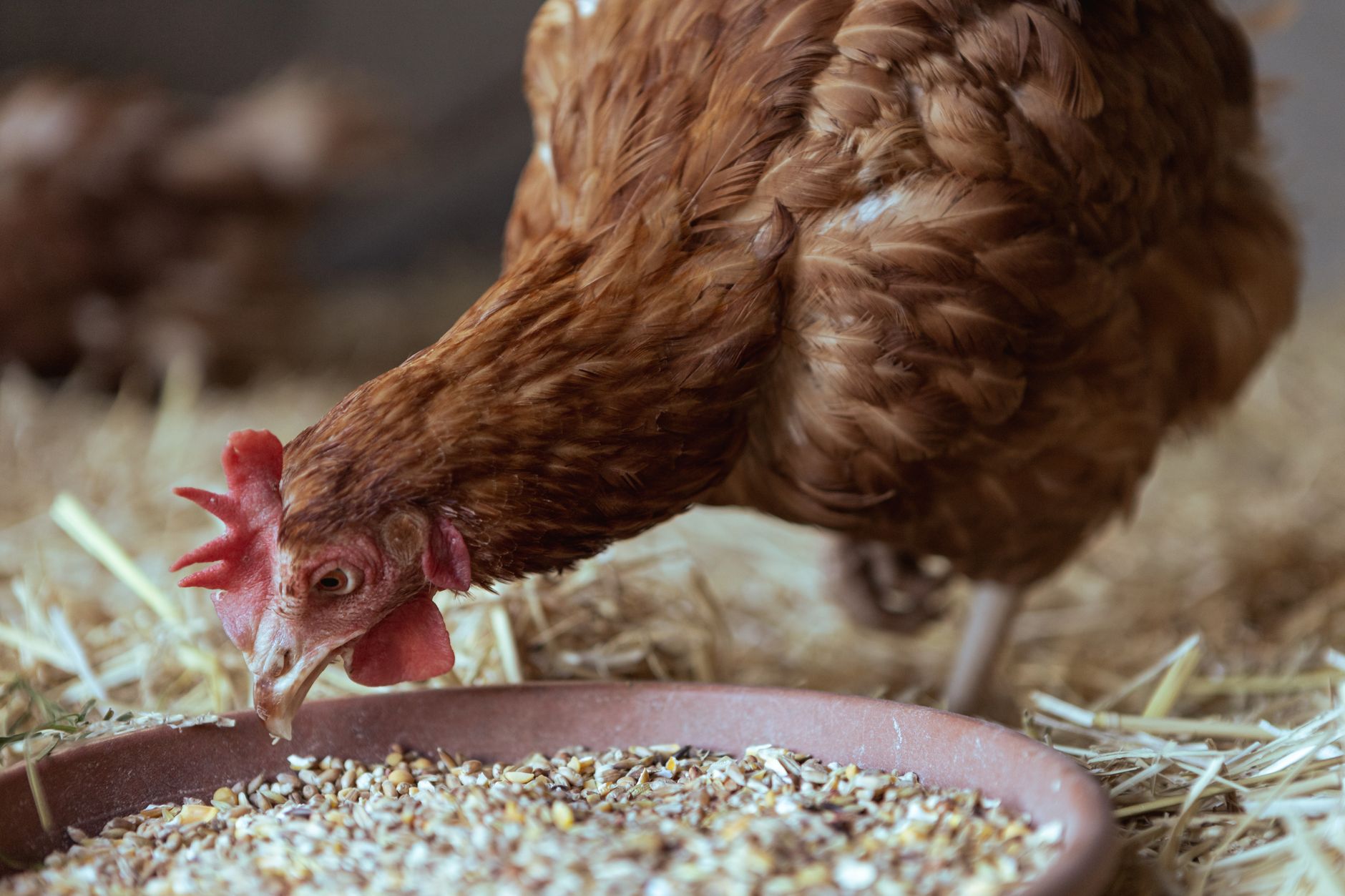 Feed forms for chickens