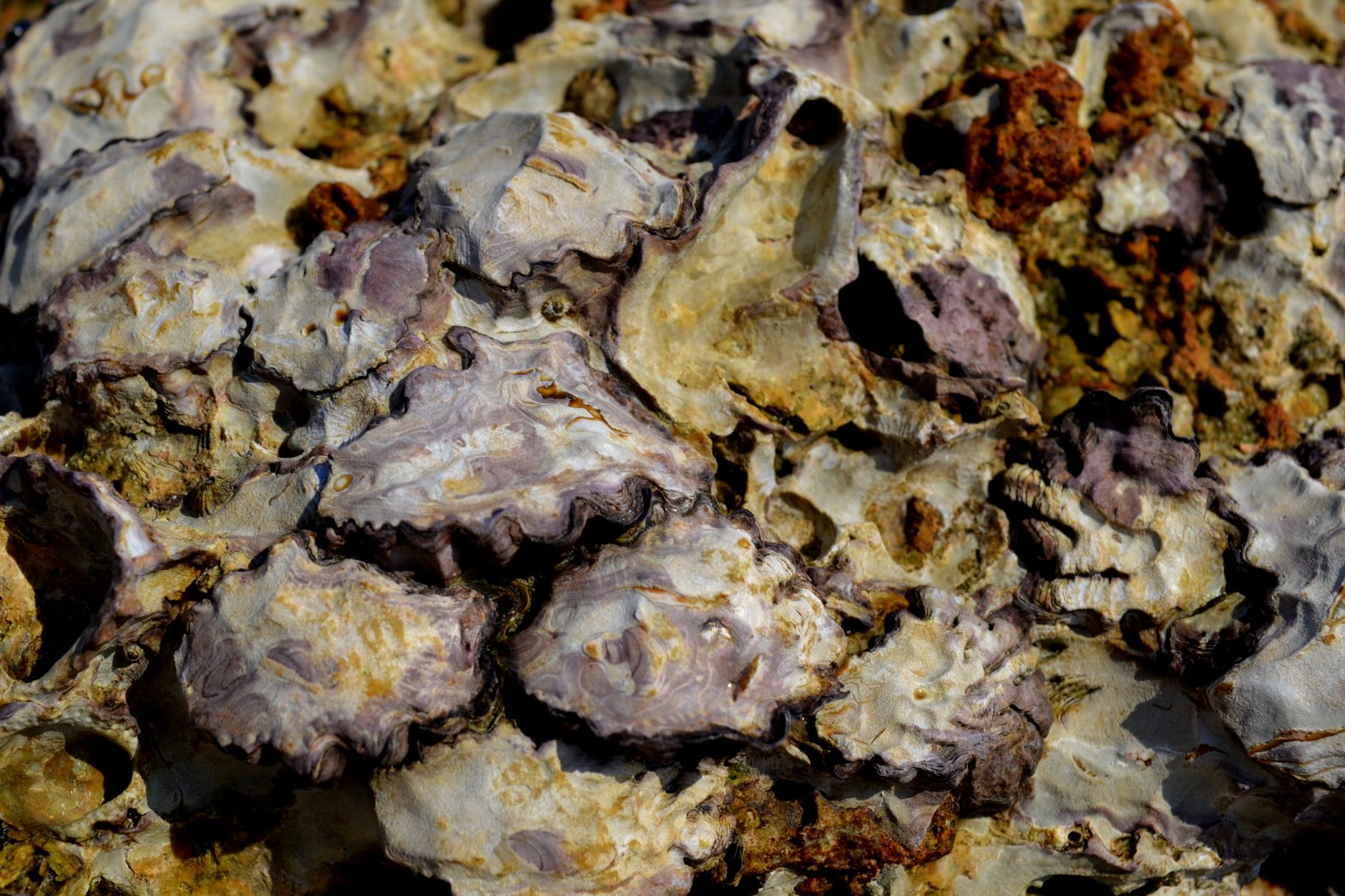 Calcium and grit for chickens