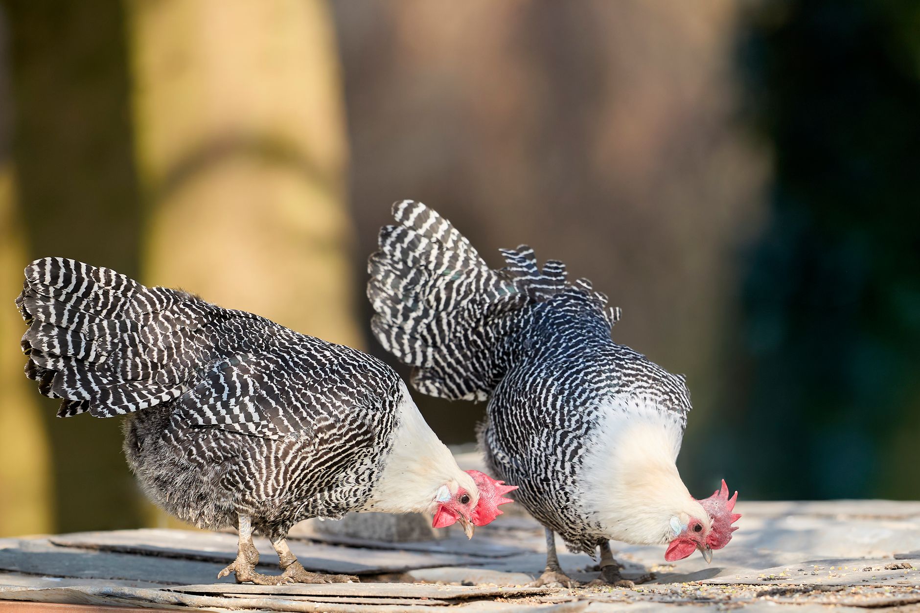 Toxic foods for chickens