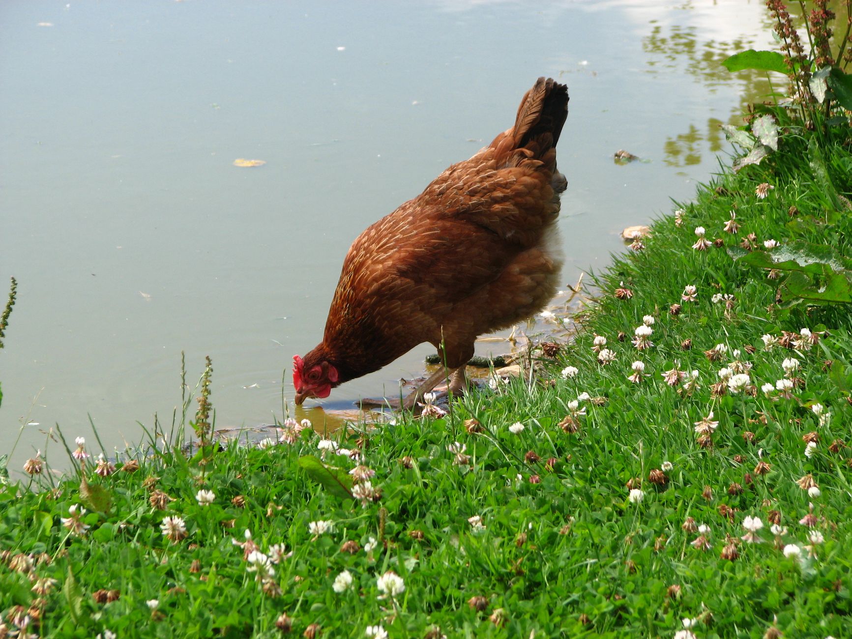 Chicken waterer