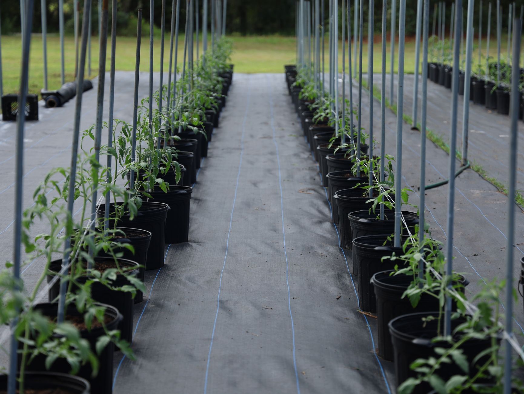 Separated incompatible vegetable rows
