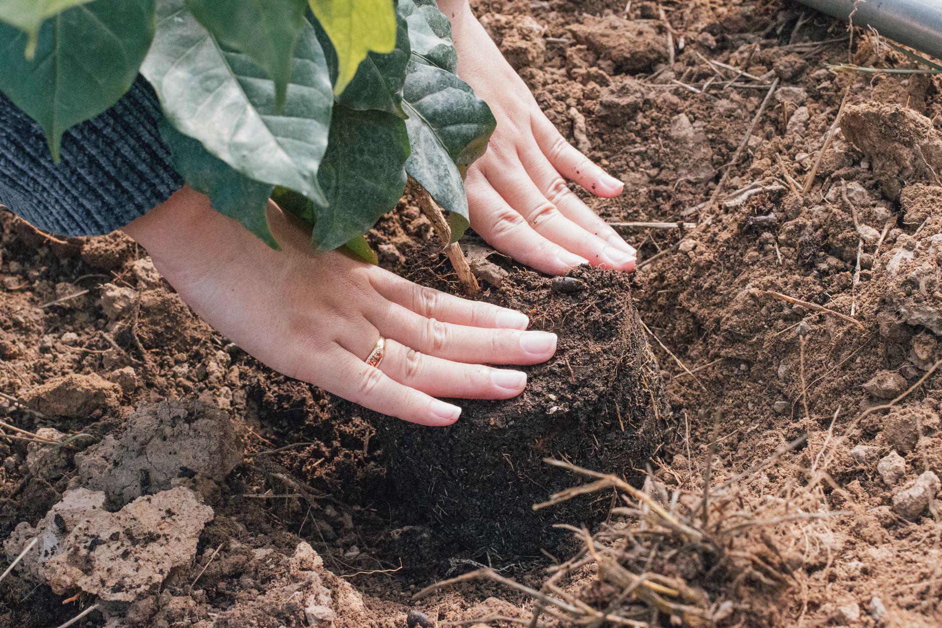 Planting bare-root trees