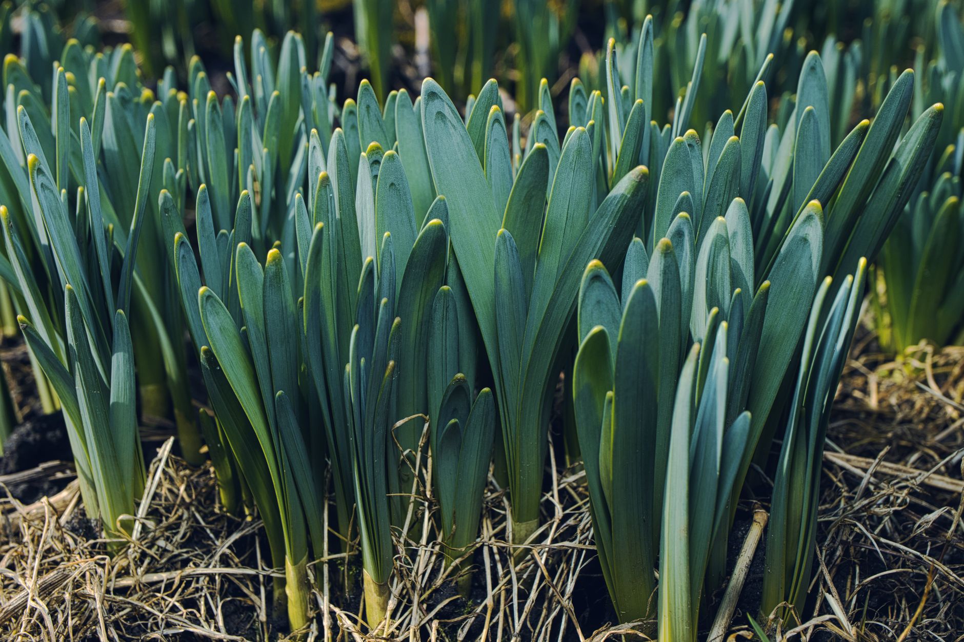 Soil temperature