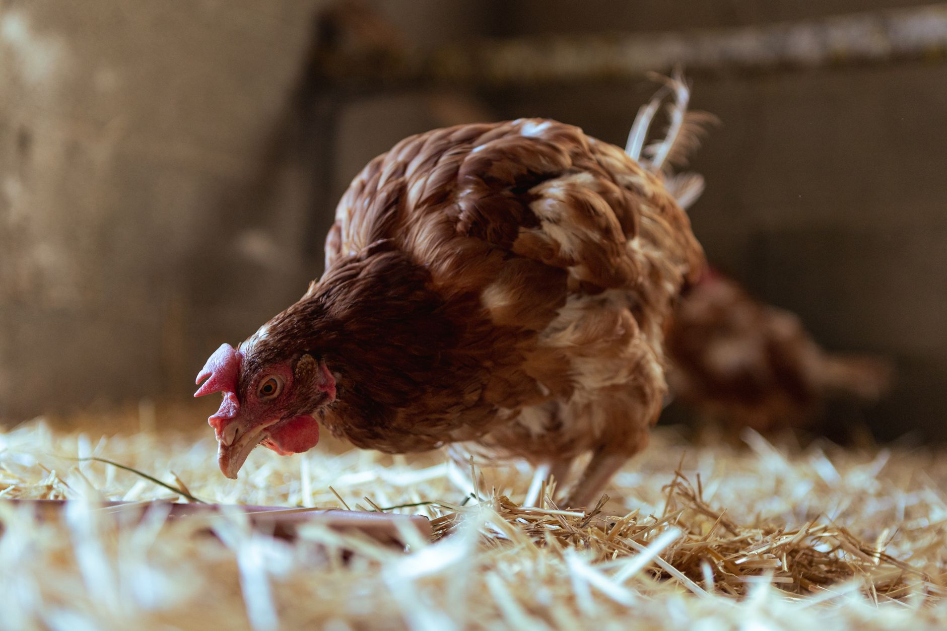Chicken lighting for eggs