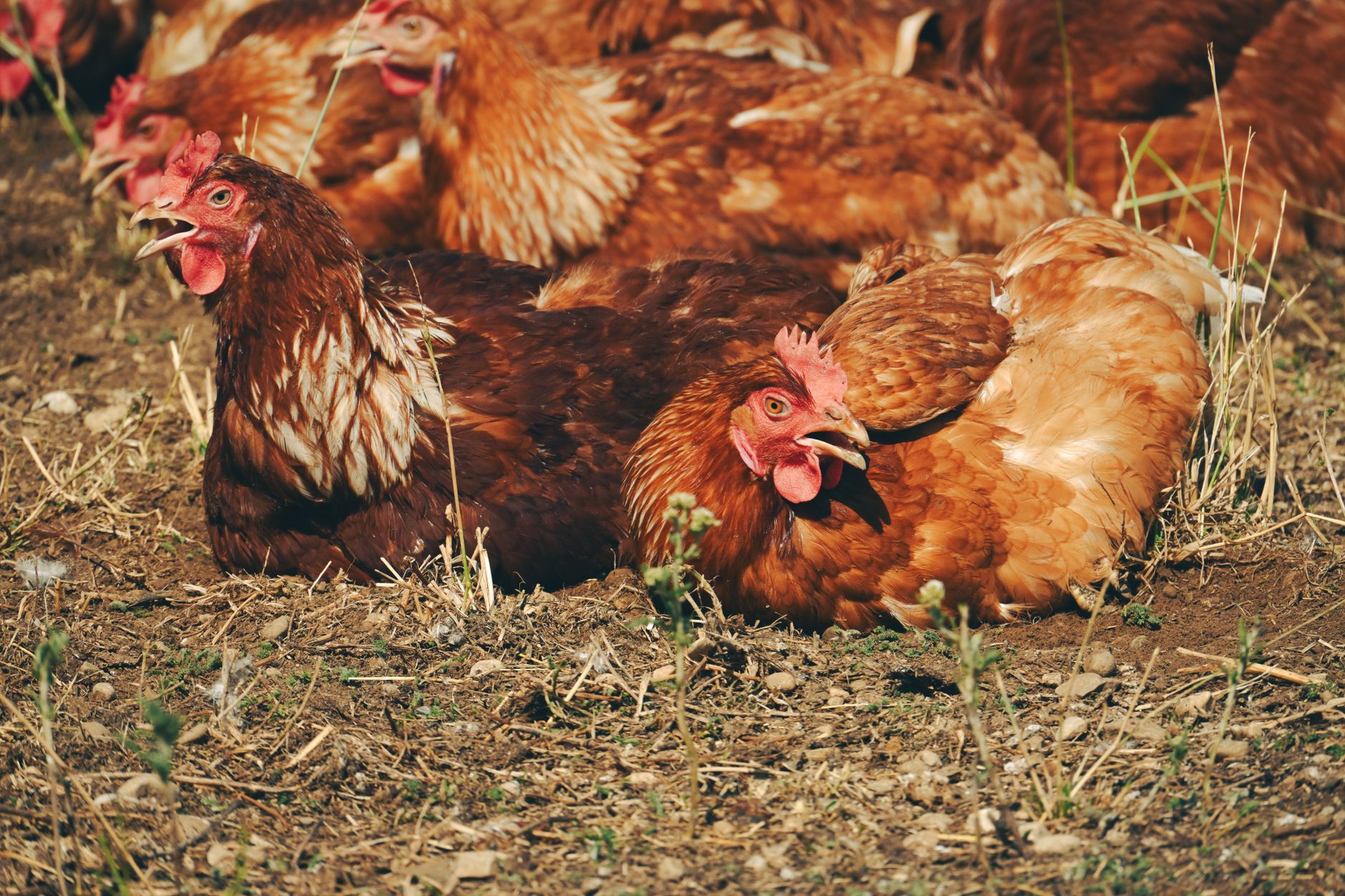Stress in chickens