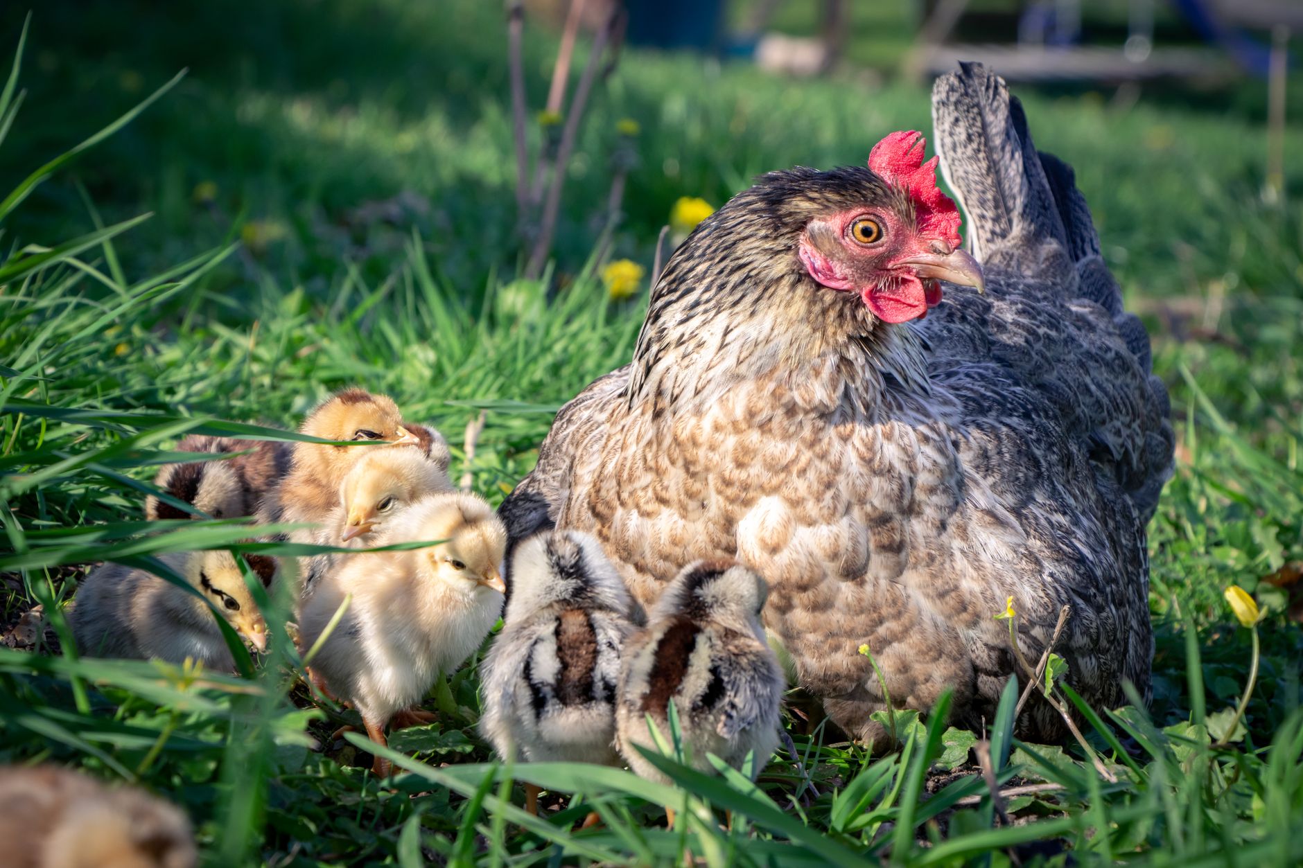 Broody hen