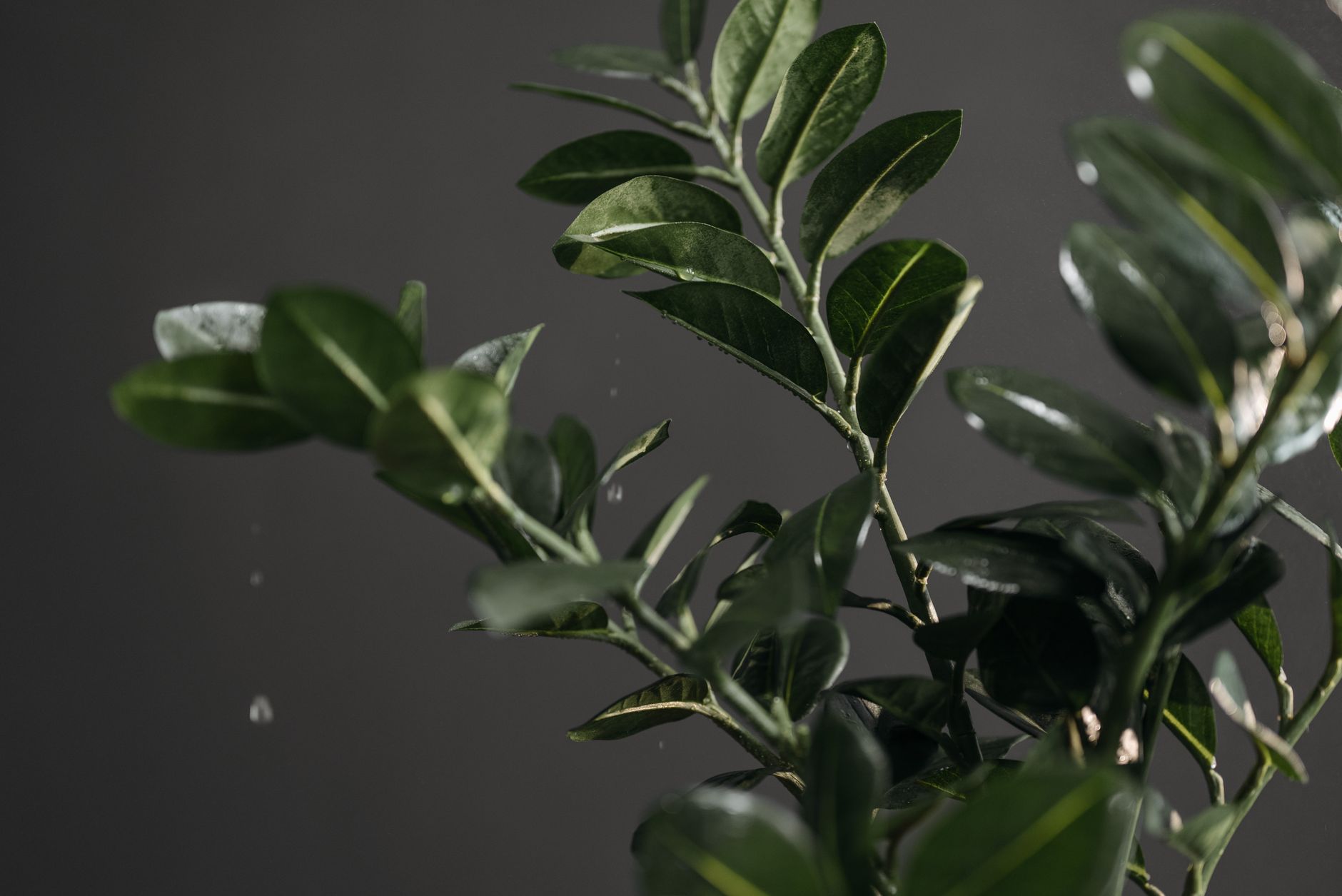 Watering issues
