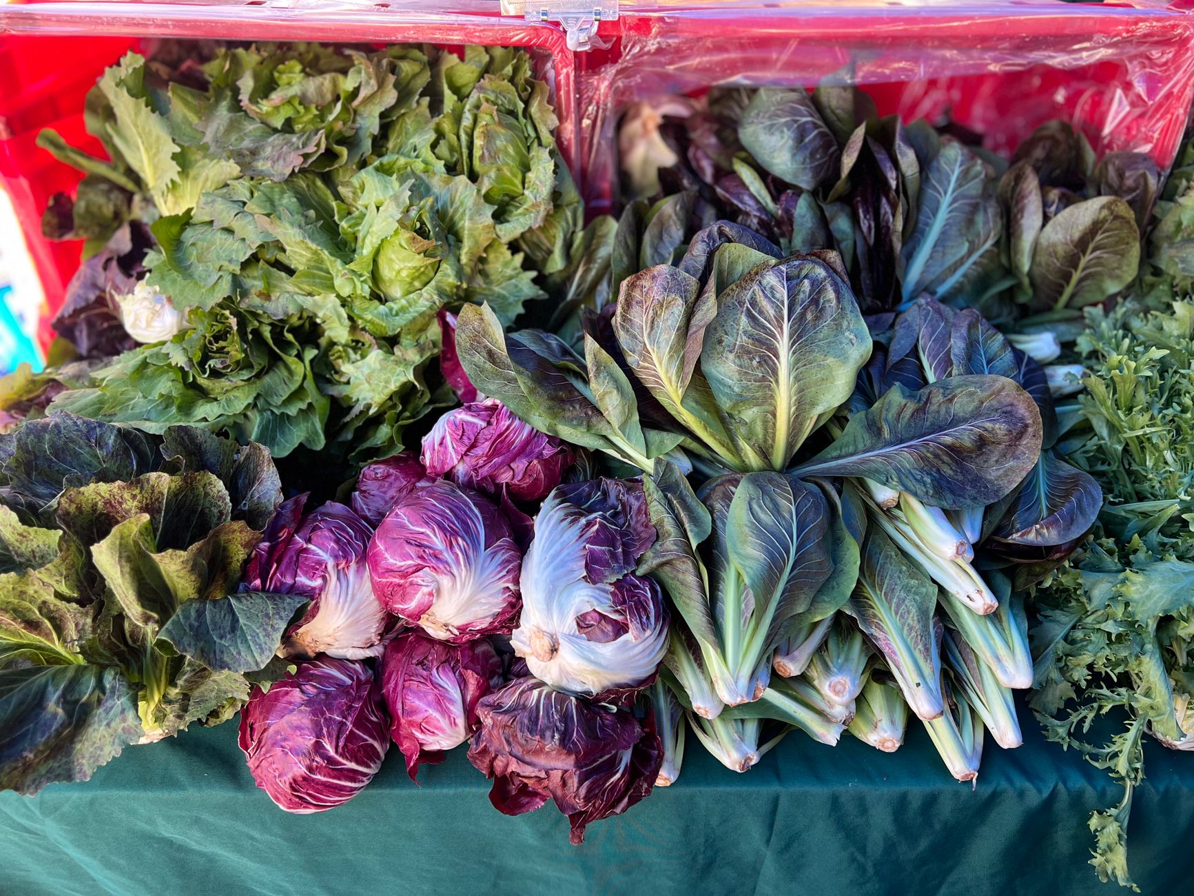 Vegetables grouped by plant family